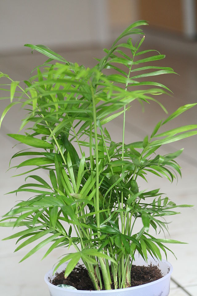 zz plant indoor care ZZ Plant: Easy Live Houseplant - (6 Pot)  Easy Plant Care  Zamioculcas  Zamiifolia - Low Maintenance House Plant for Home & Office