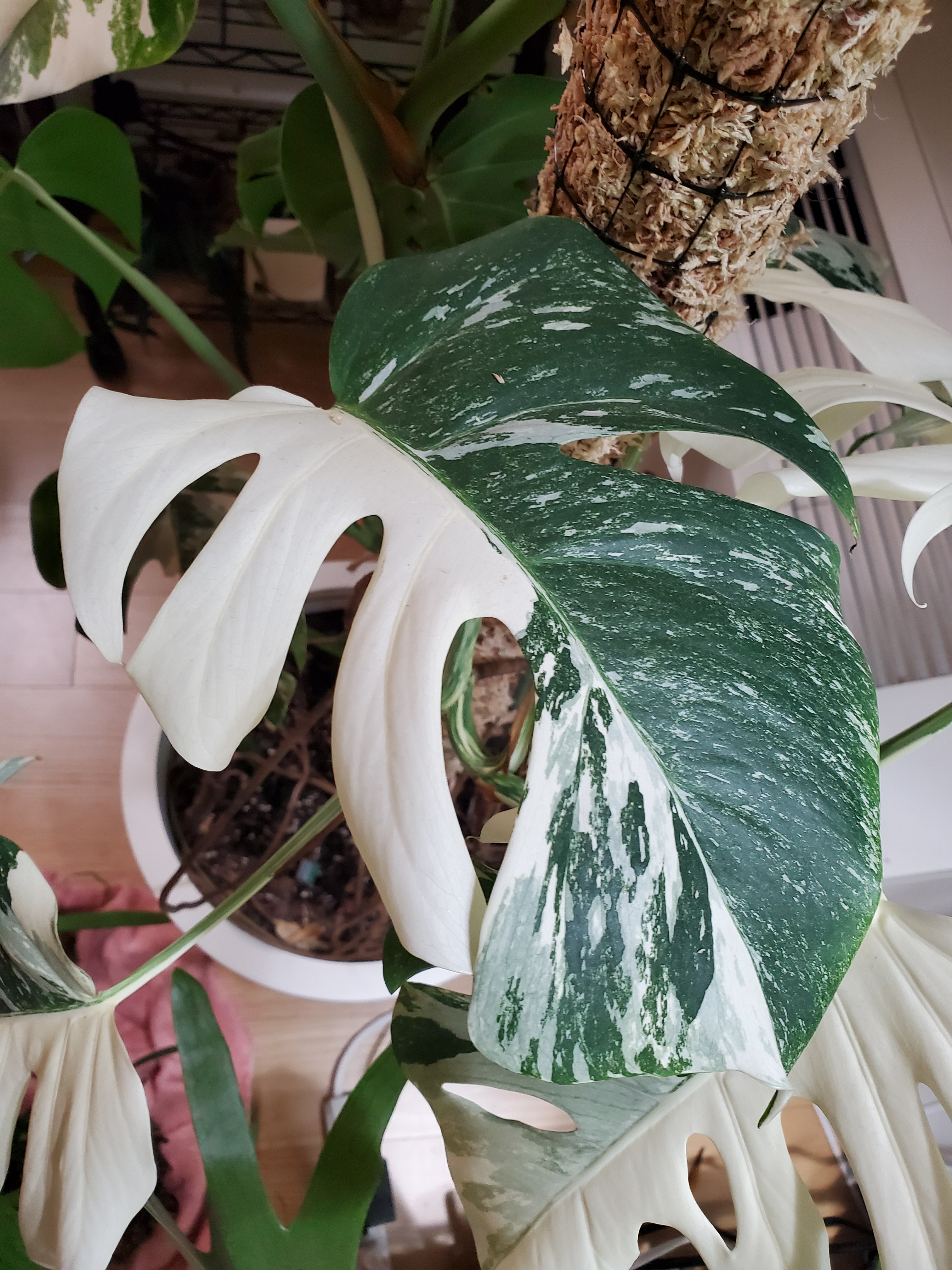 monstera obliqua monkey mask Monstera Adansonii | Hanging Monkey Mask Monstera