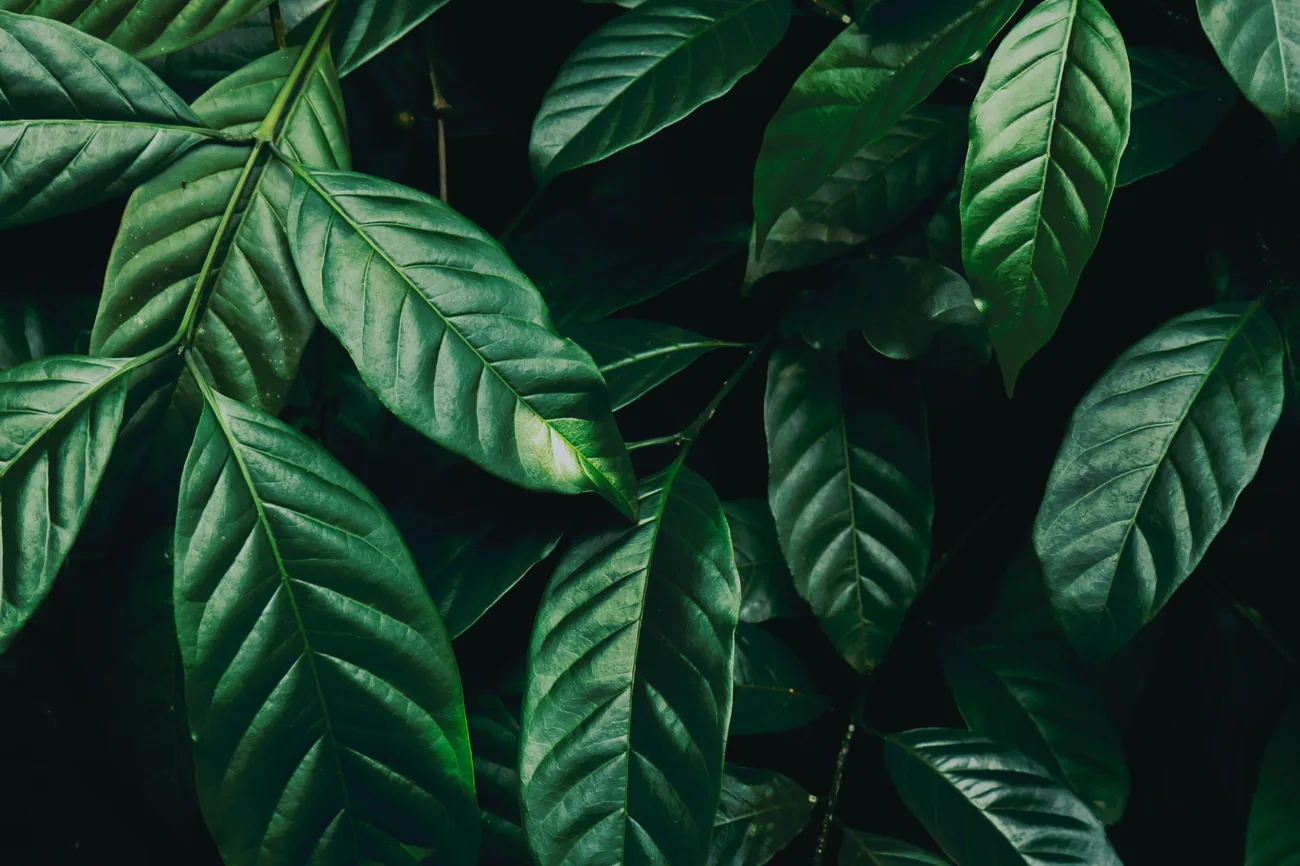 Close-up of green leaves with a smooth texture and prominent veins against a dark background.